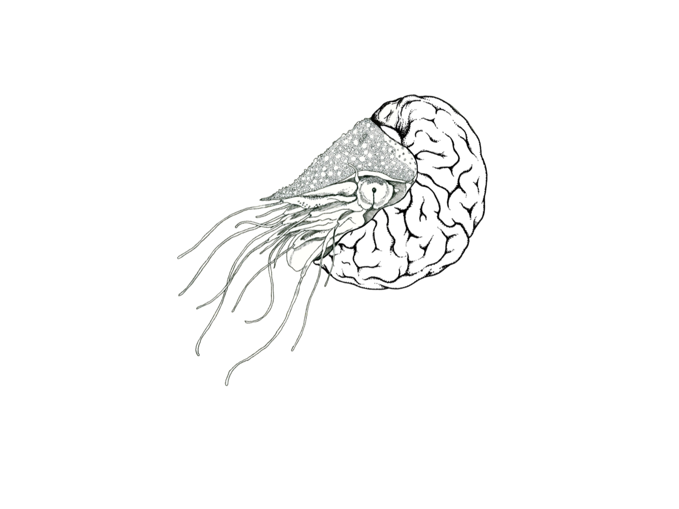 Ink drawing of a nautilus whose shell is a human brain